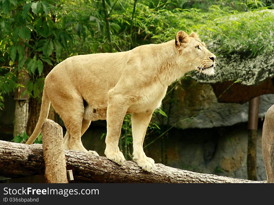 Femal lion stand on a log with forest background promp to jump to kill.