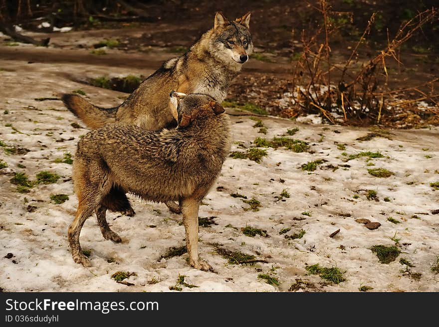 Grey wolf (Canis lupus) in a deer-park (Germany).