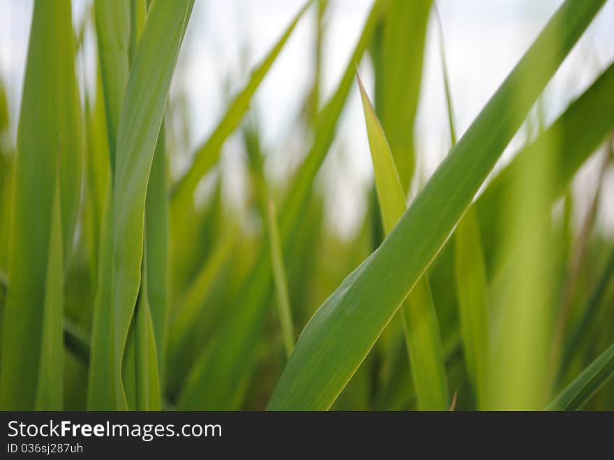 Green grass reaching toward the sunlight