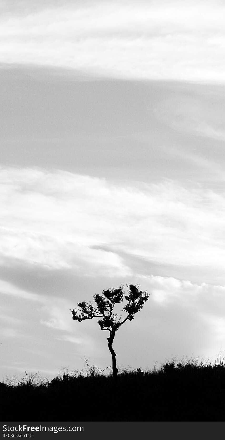 A tree is silhouetted against the cloudy sky. A tree is silhouetted against the cloudy sky