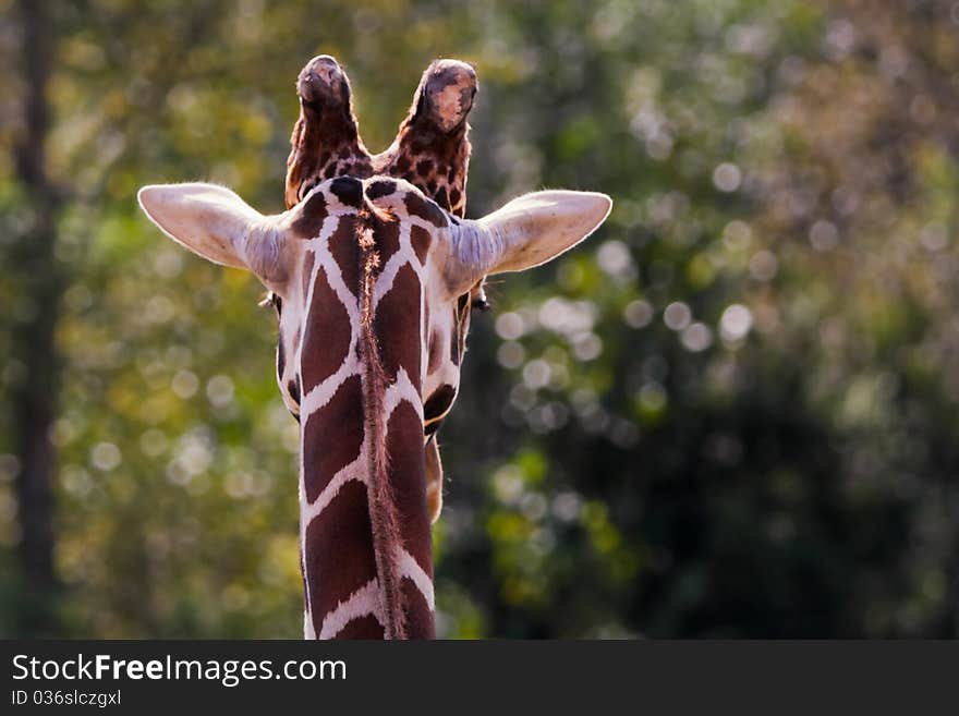 Rear view of giraffe head and neck.