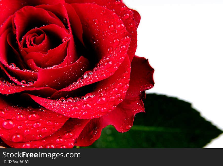 Red rose isolated on white background.