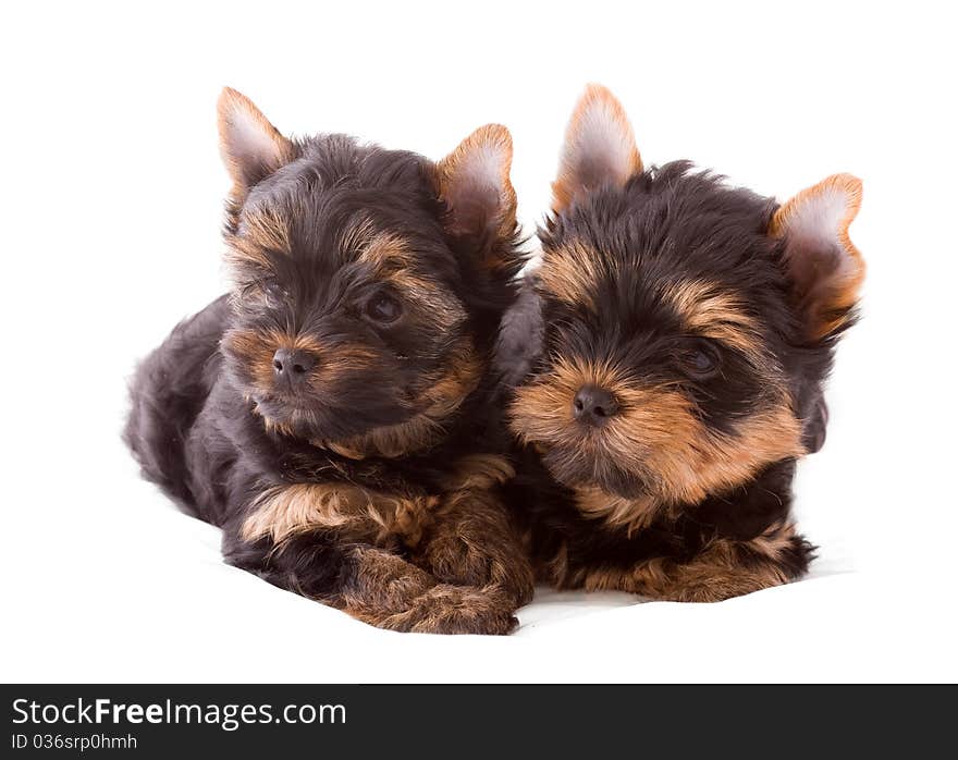 Two Yorkshire terrier puppies on white backgtound