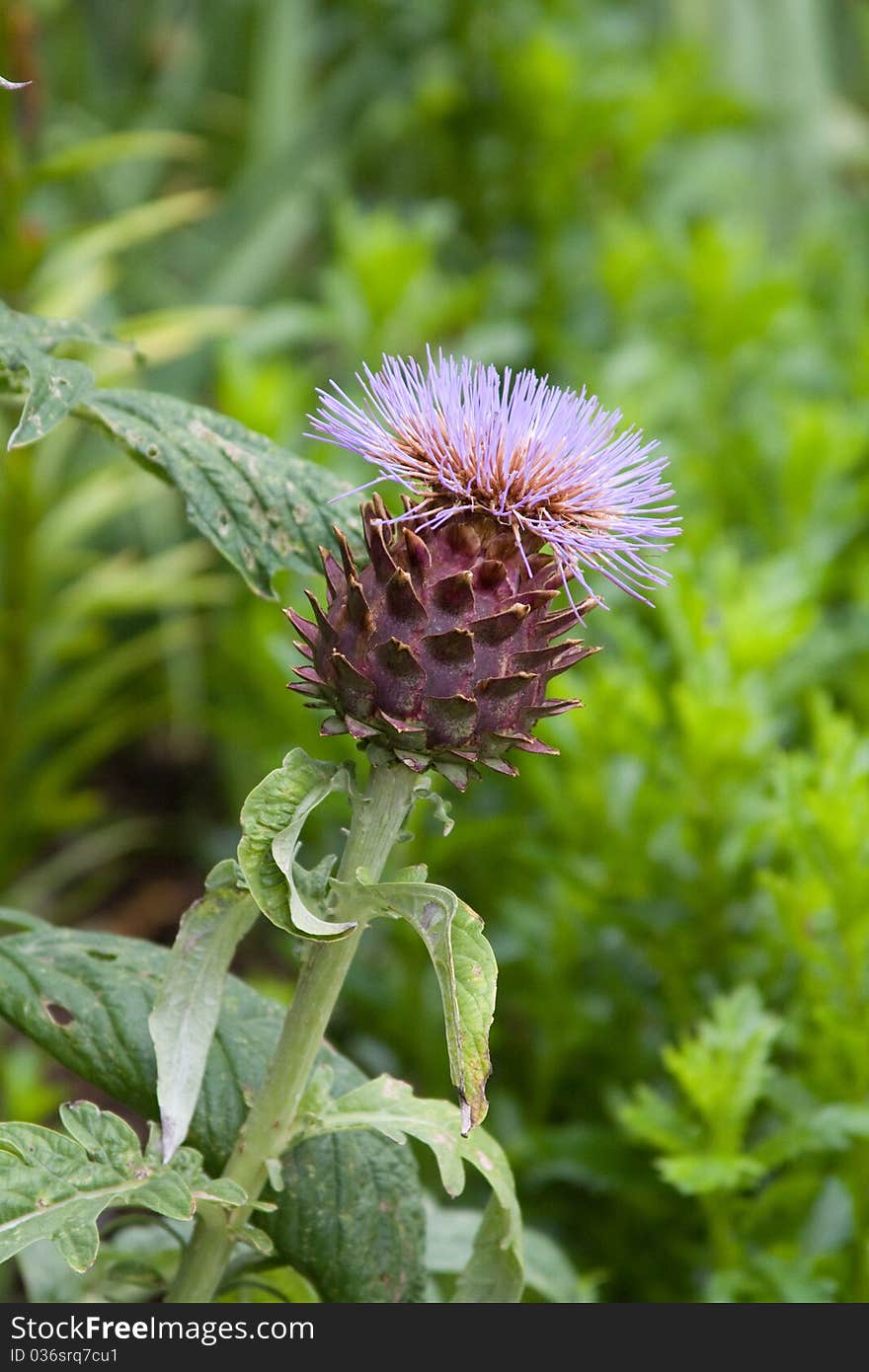 Scottish Thistle