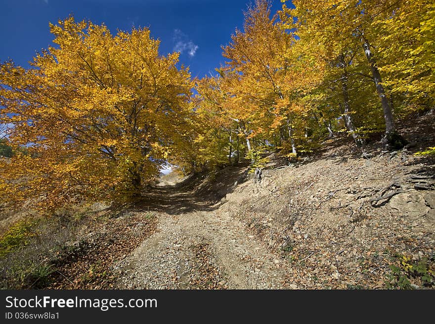 Beautiful landscape of colorful sunlit autumn forest. Beautiful landscape of colorful sunlit autumn forest