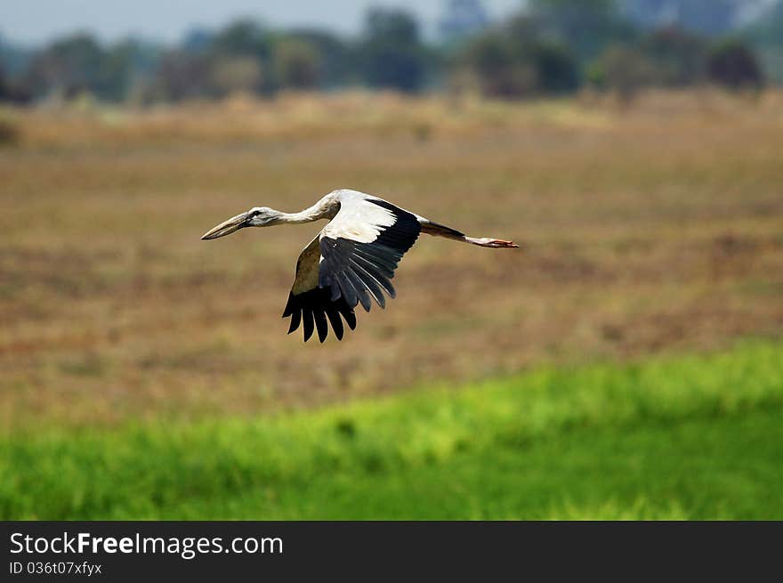 Open-billed Stork,Anastomus oscitans,Ciconiidae