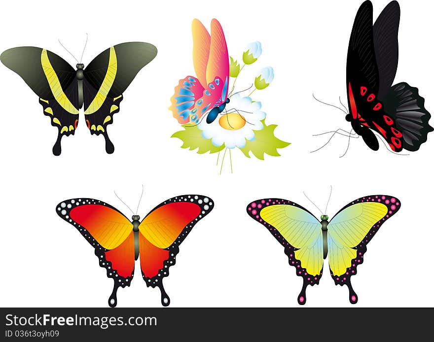 Butterfly. Vector Collection