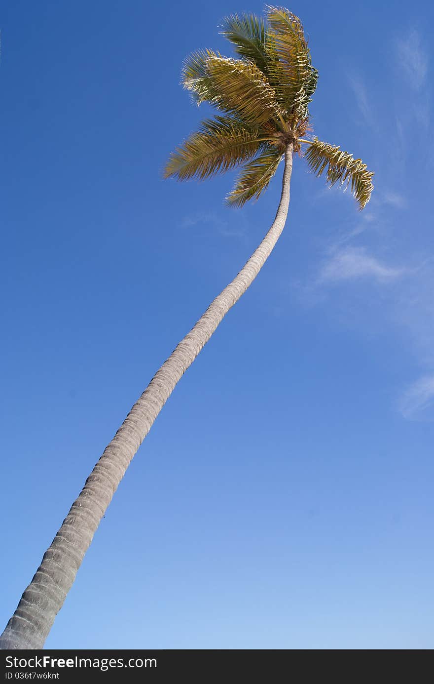 Palm tree against a background blue sky. Palm tree against a background blue sky