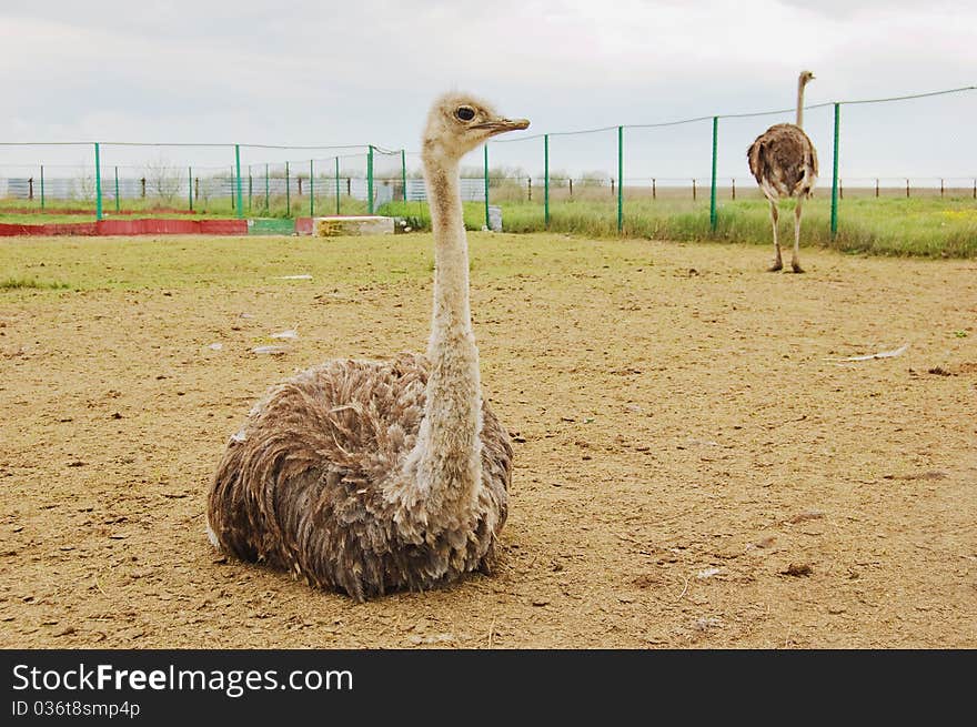 Two ostriches at the farm. Two ostriches at the farm