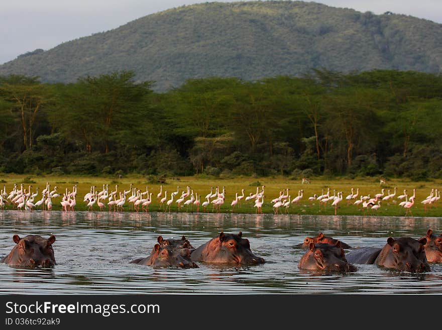 A pod of hippos with flamingoes. A pod of hippos with flamingoes