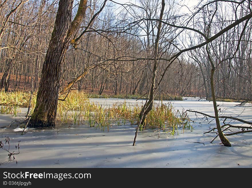 Morning ice forest lake