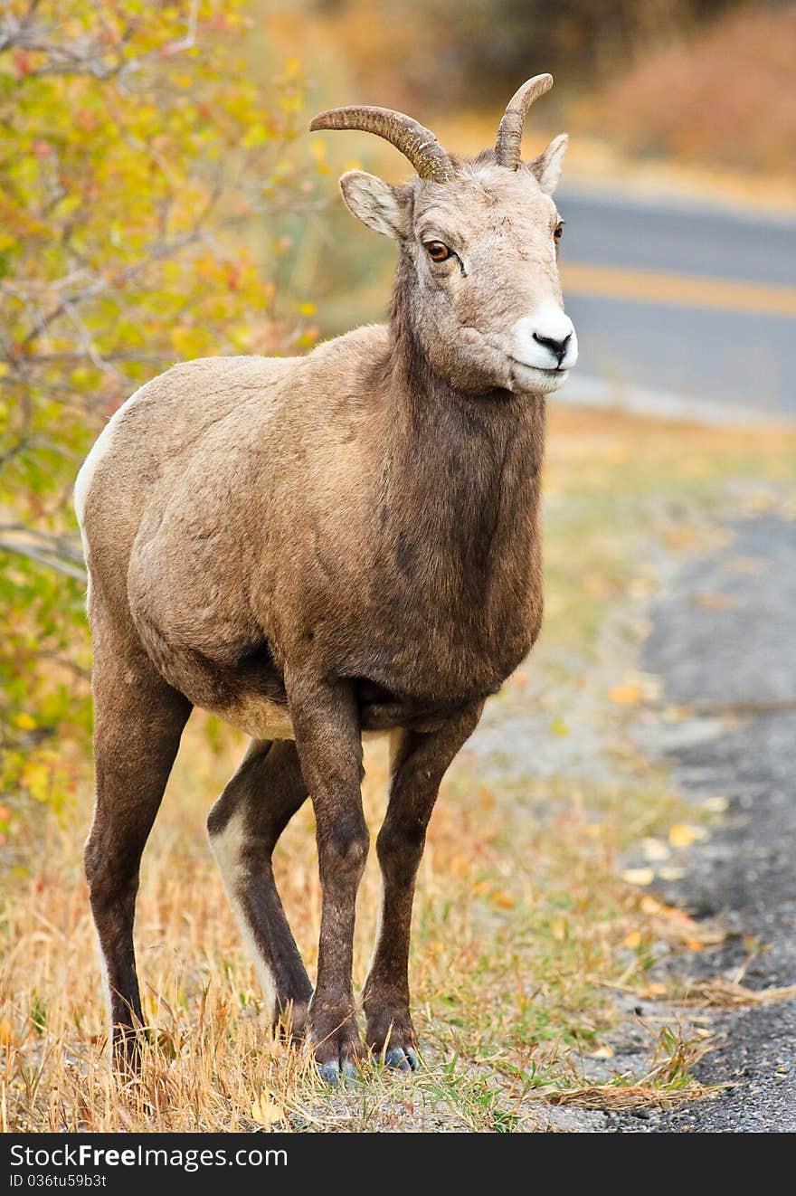 Female Bighorn Sheep Standing By Road