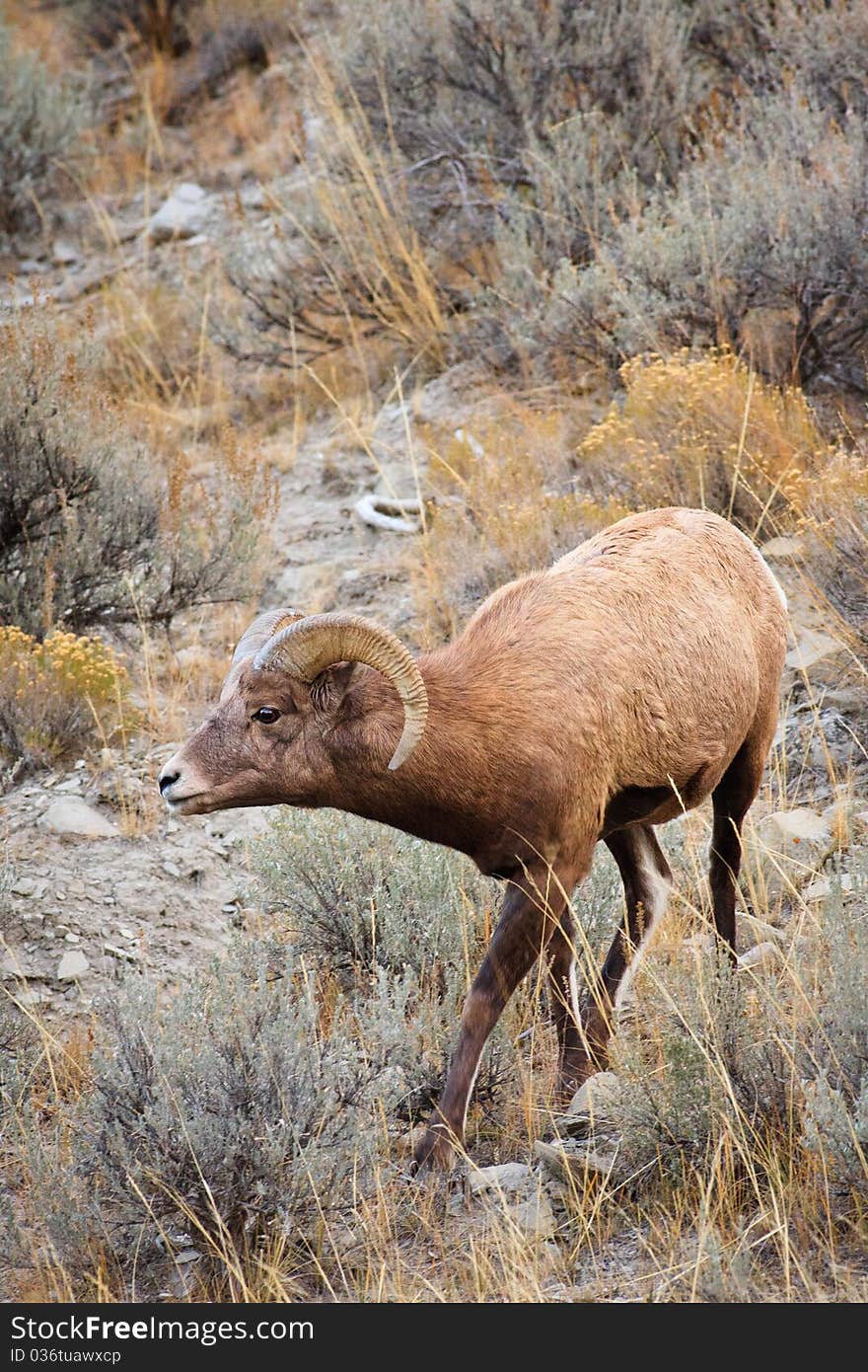 Young bighorn sheep ram walking down steep hill, Montana.