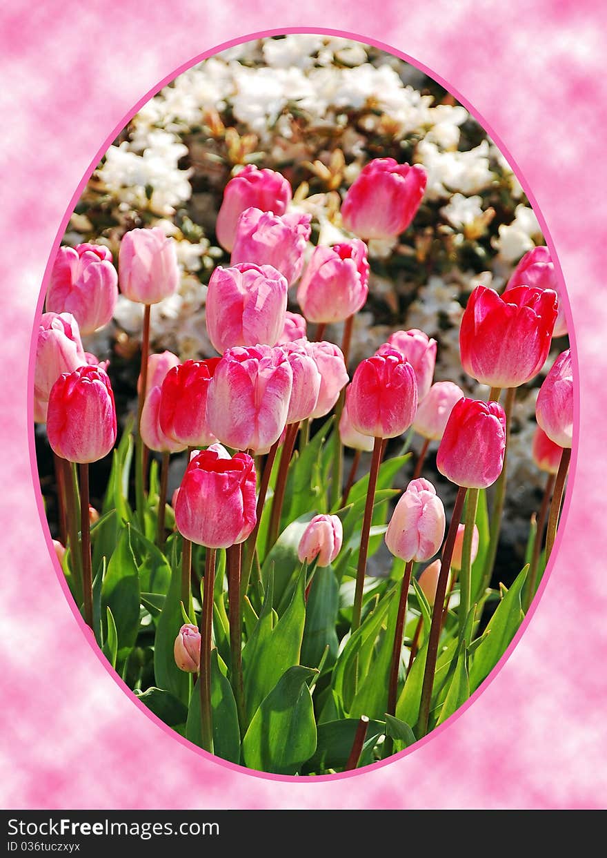 Pink tulips in oval frame