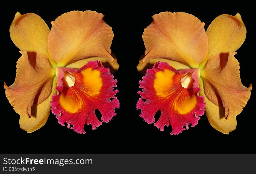 Two Orange And Red Color Cattaliya Orchid