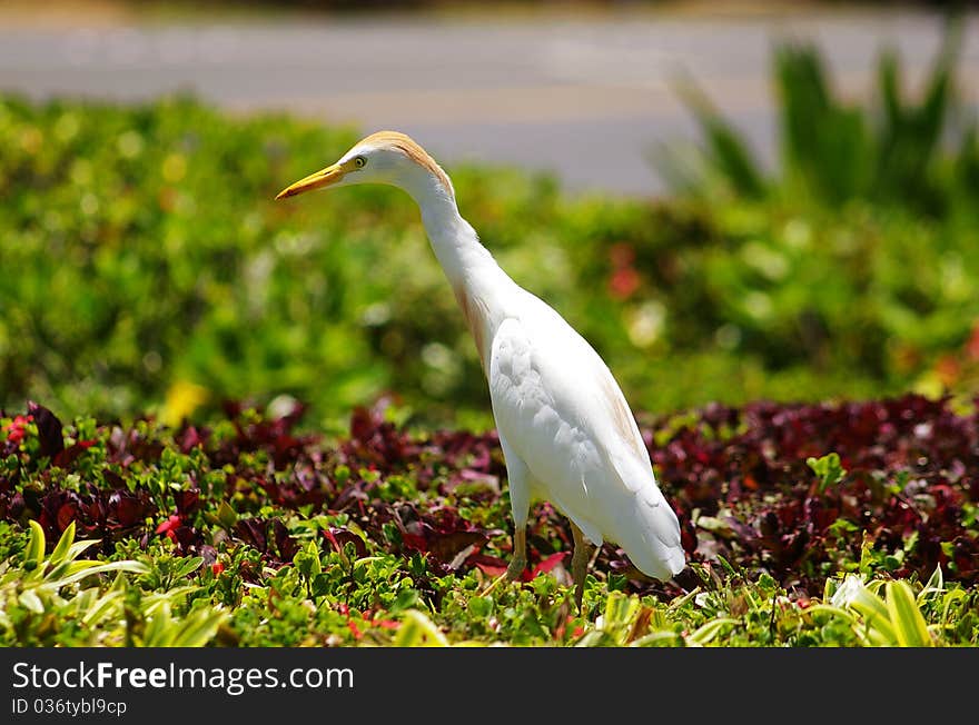 Egret Bird