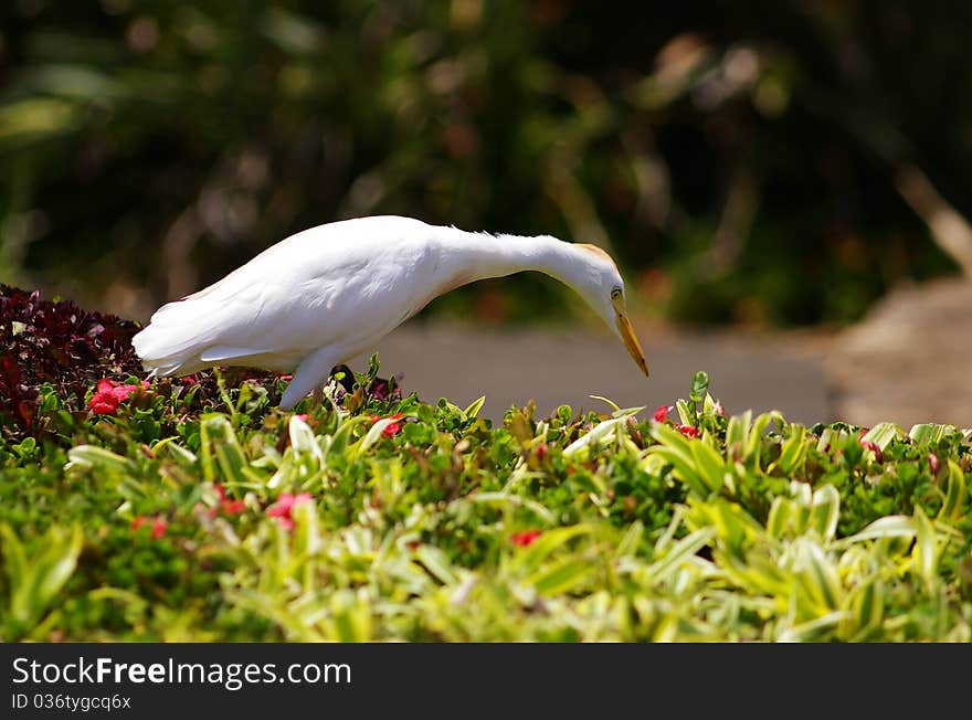 Egret Bird