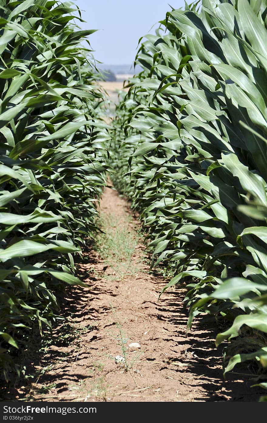 Passage between the rows of green leaves of maize. Passage between the rows of green leaves of maize