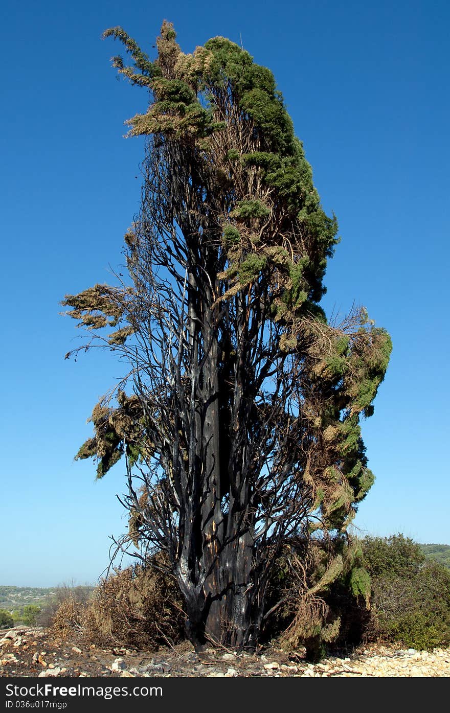 Consequences of the fire at Mount Caramel. Consequences of the fire at Mount Caramel