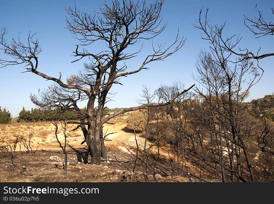 Burnt Tree