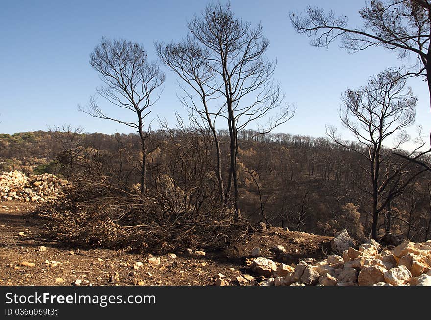 Consequences of the fire at Mount Caramel. Consequences of the fire at Mount Caramel