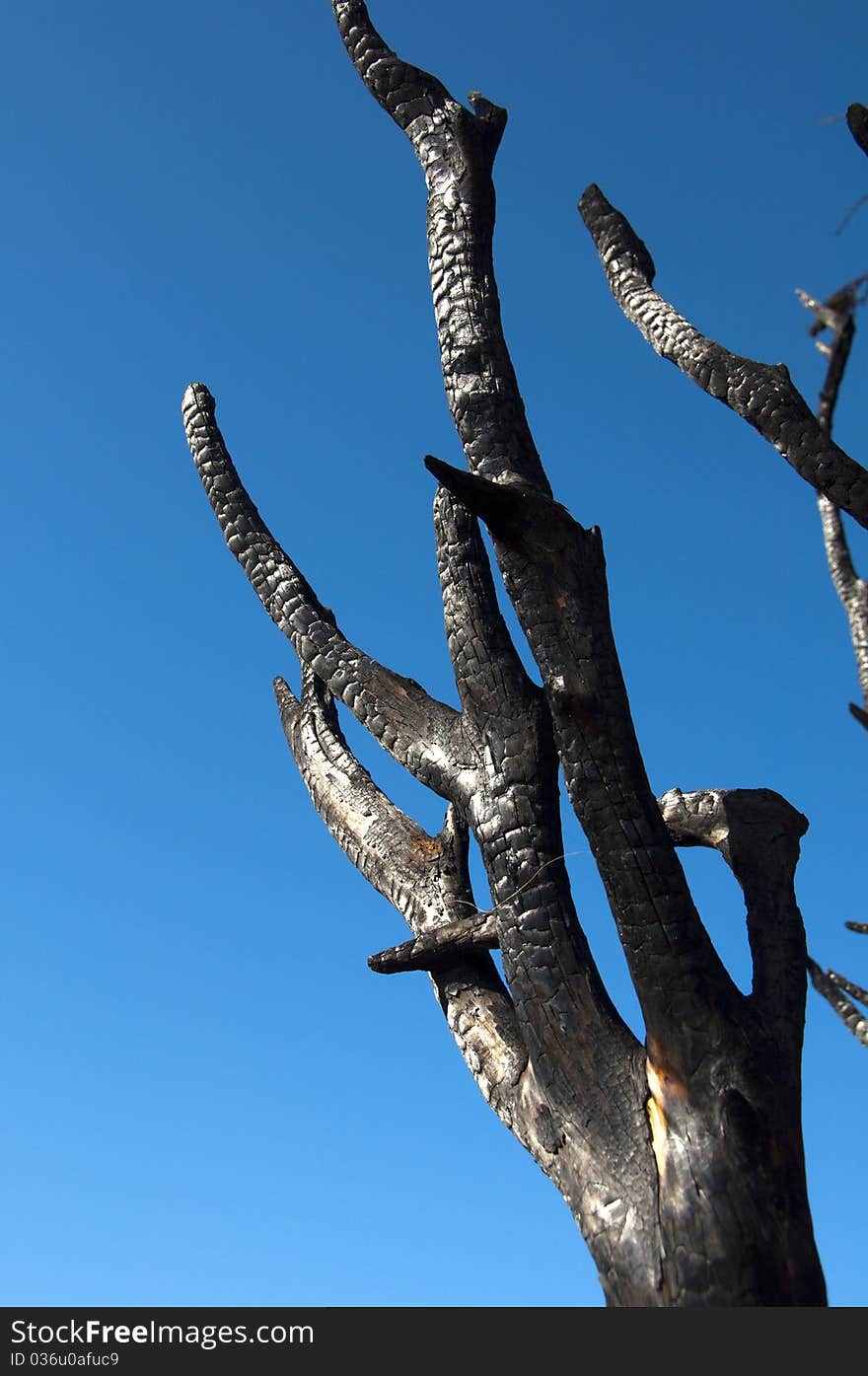 Burnt tree