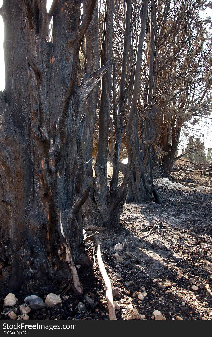 Burnt tree