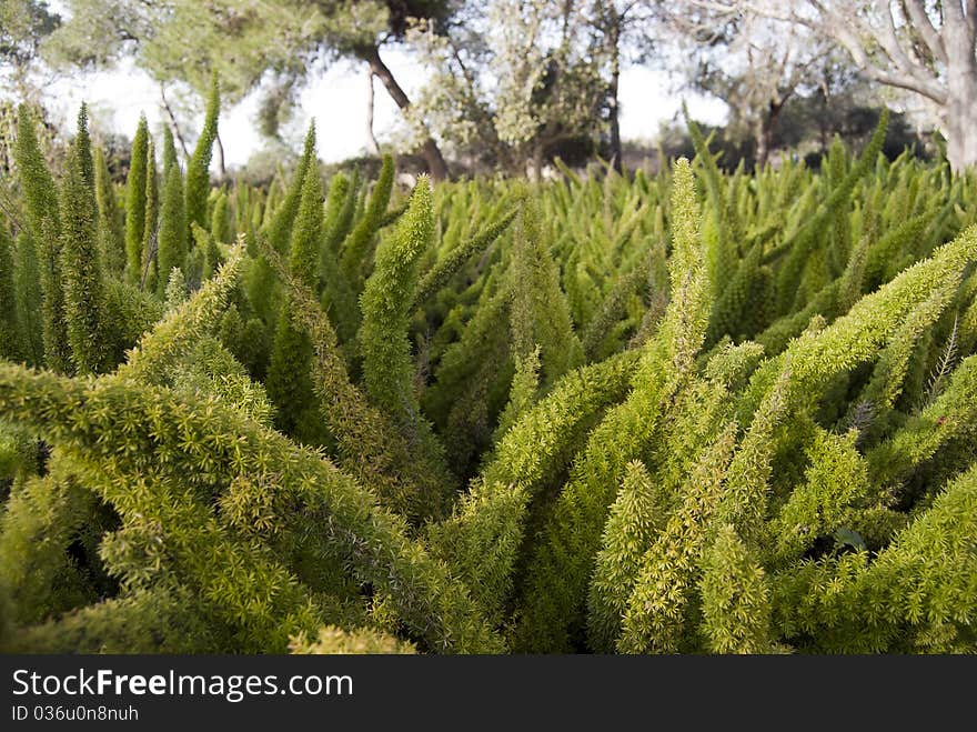 Dense thickets of green fern on the background of trees