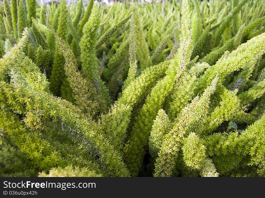 Dense thickets of green fern on the background of trees