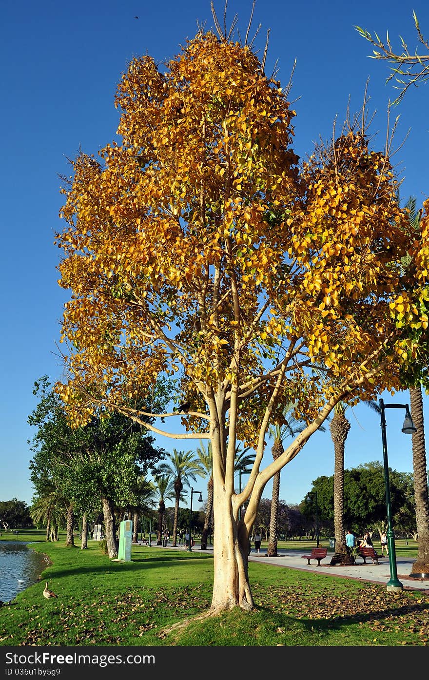 Golden tree against the blue sky and clouds