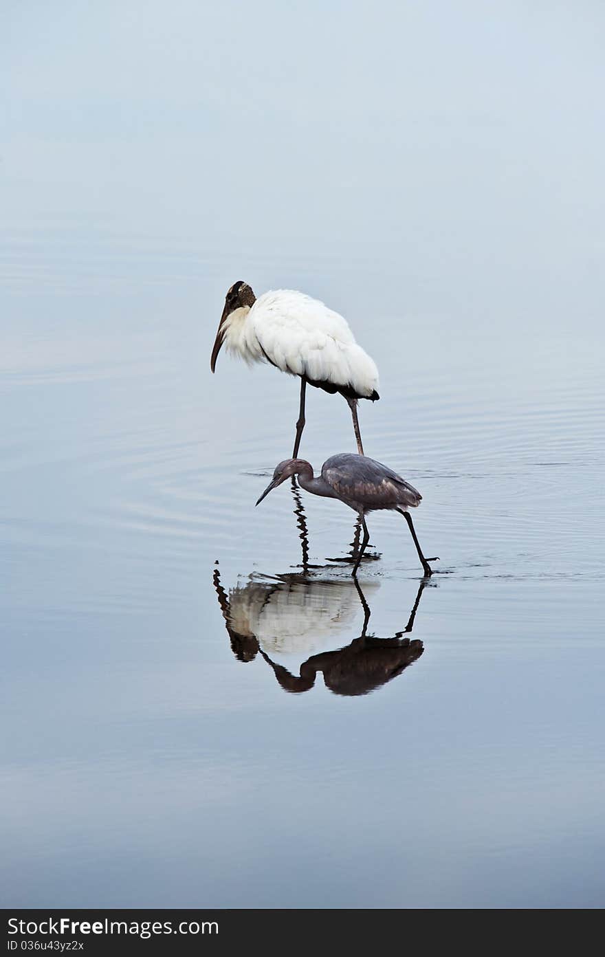 A wood Crane and a Blue Heron together wading in shallow water in morning light. A wood Crane and a Blue Heron together wading in shallow water in morning light.