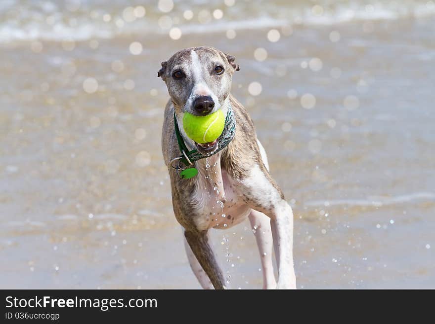 Whippet with ball