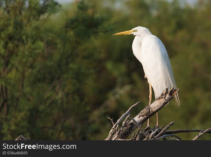 Great White Egret