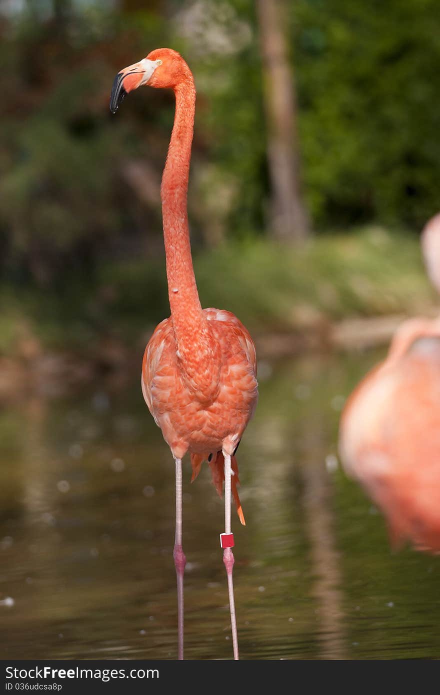 Pink Flamingo Standing