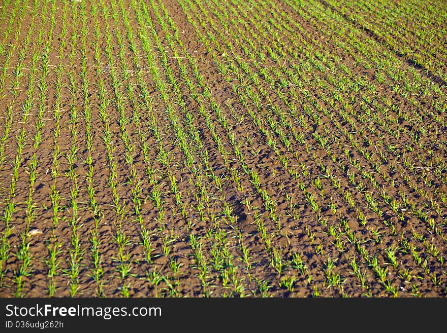 Freshly Growing Plants On Acre