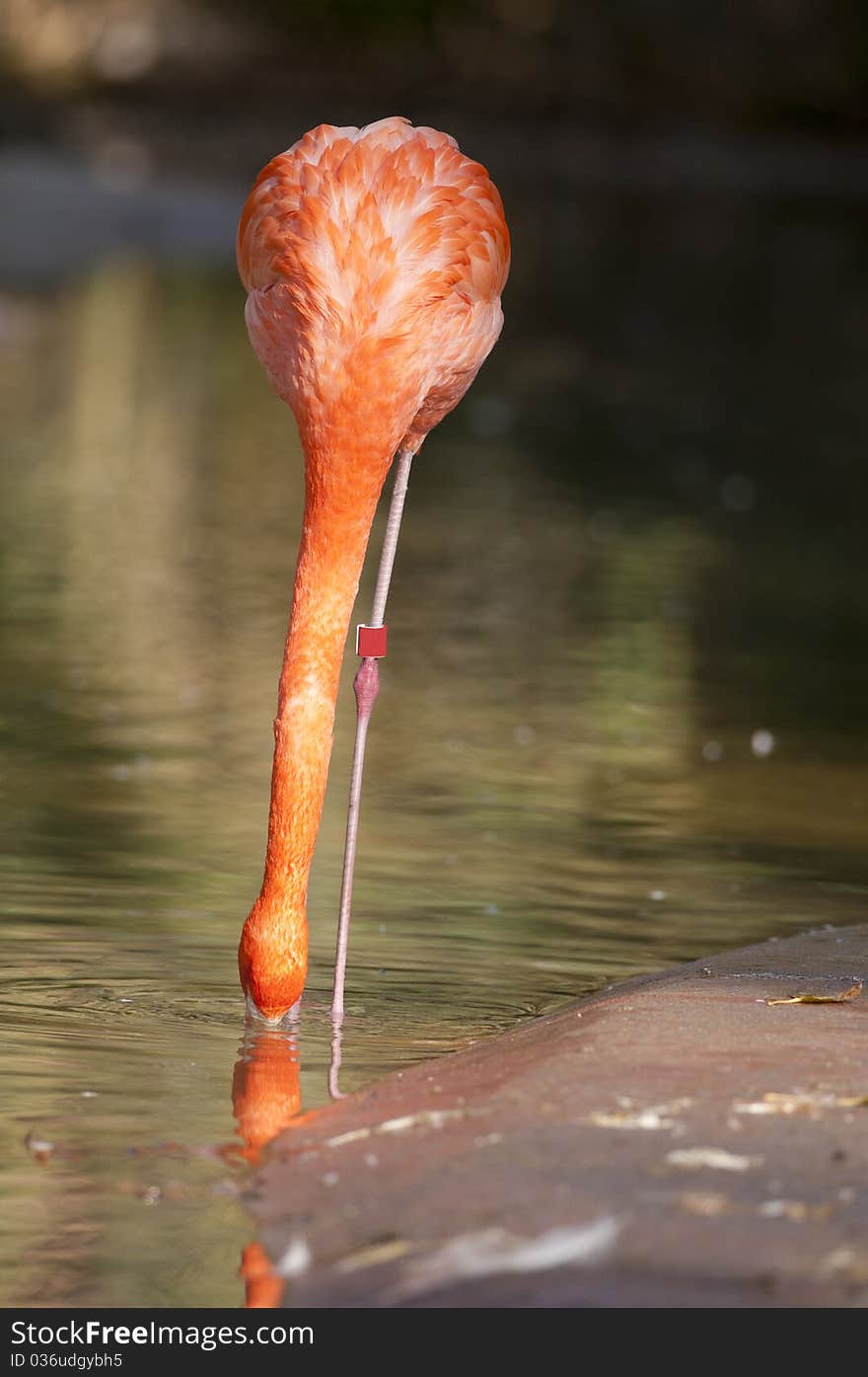 Chilean Flamingo Feeding