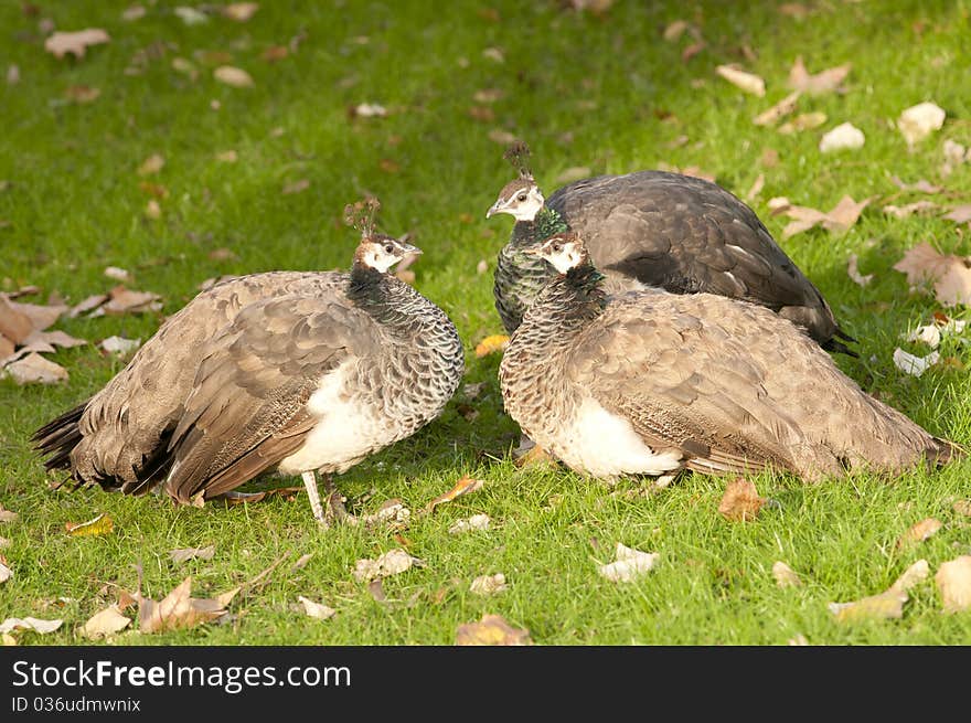 Three Peafowls on green grass