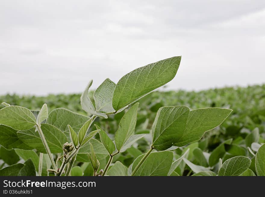 Bean leaves close look crop and sky. Bean leaves close look crop and sky