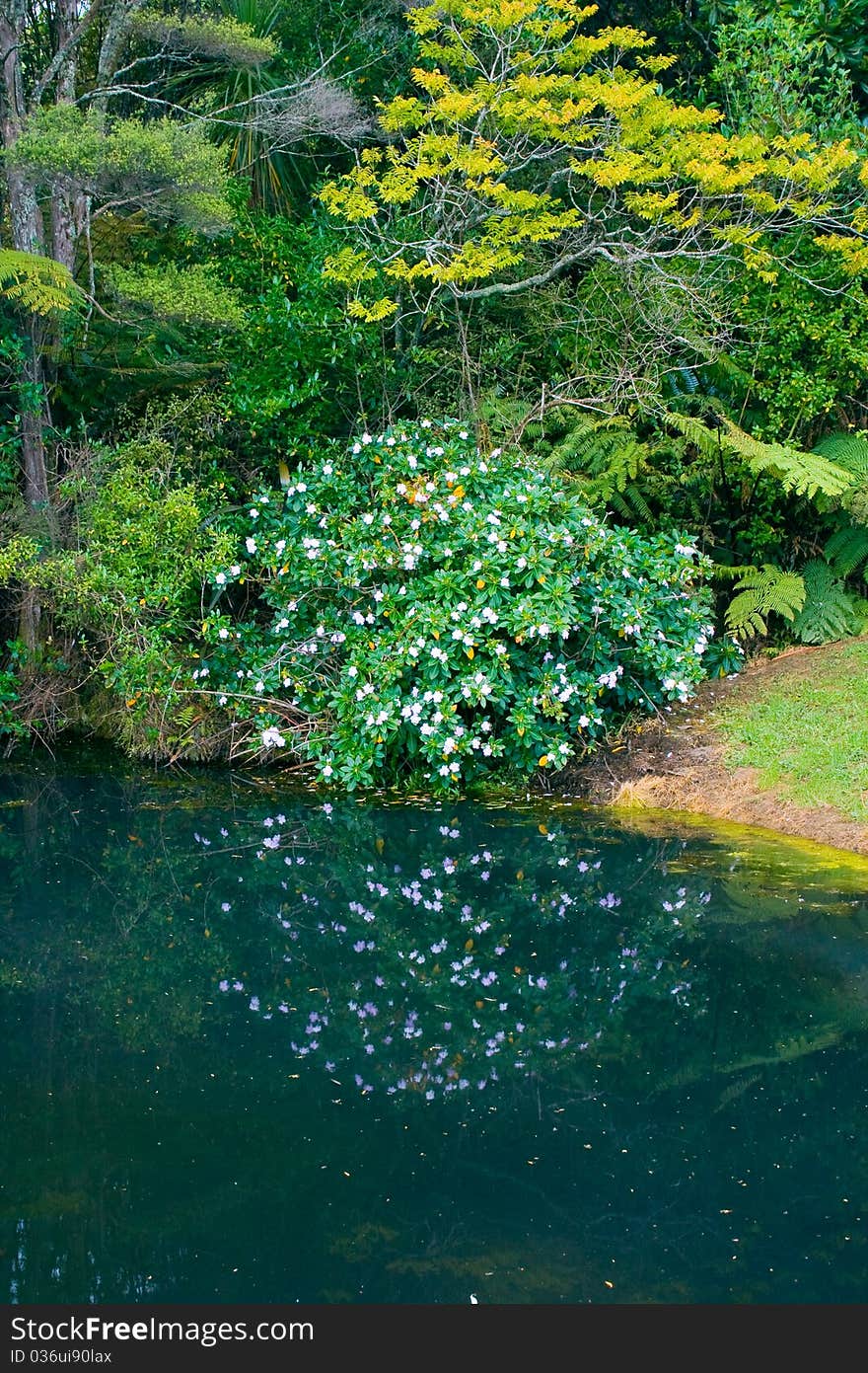 Reflection of trees and flowers in a forest lake to the north of Auckland, New Zealand. Reflection of trees and flowers in a forest lake to the north of Auckland, New Zealand