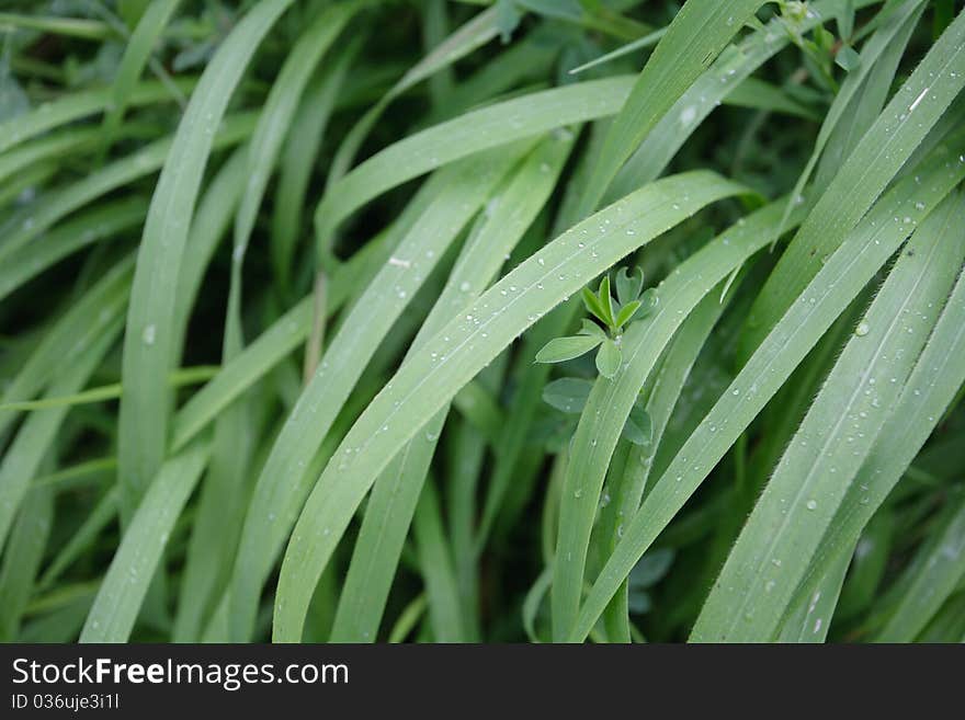 Green grass with water drops on it