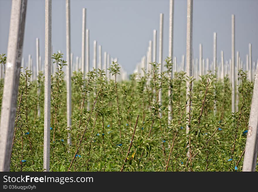 View on rows of apple trees in orchard. View on rows of apple trees in orchard