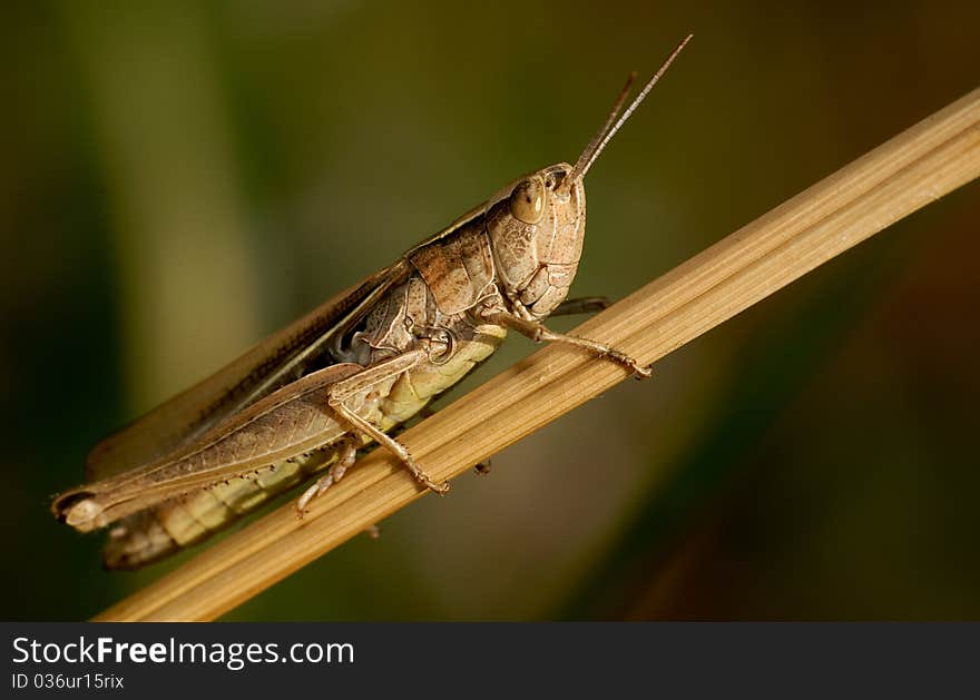 Closeup Grasshopper on the grass