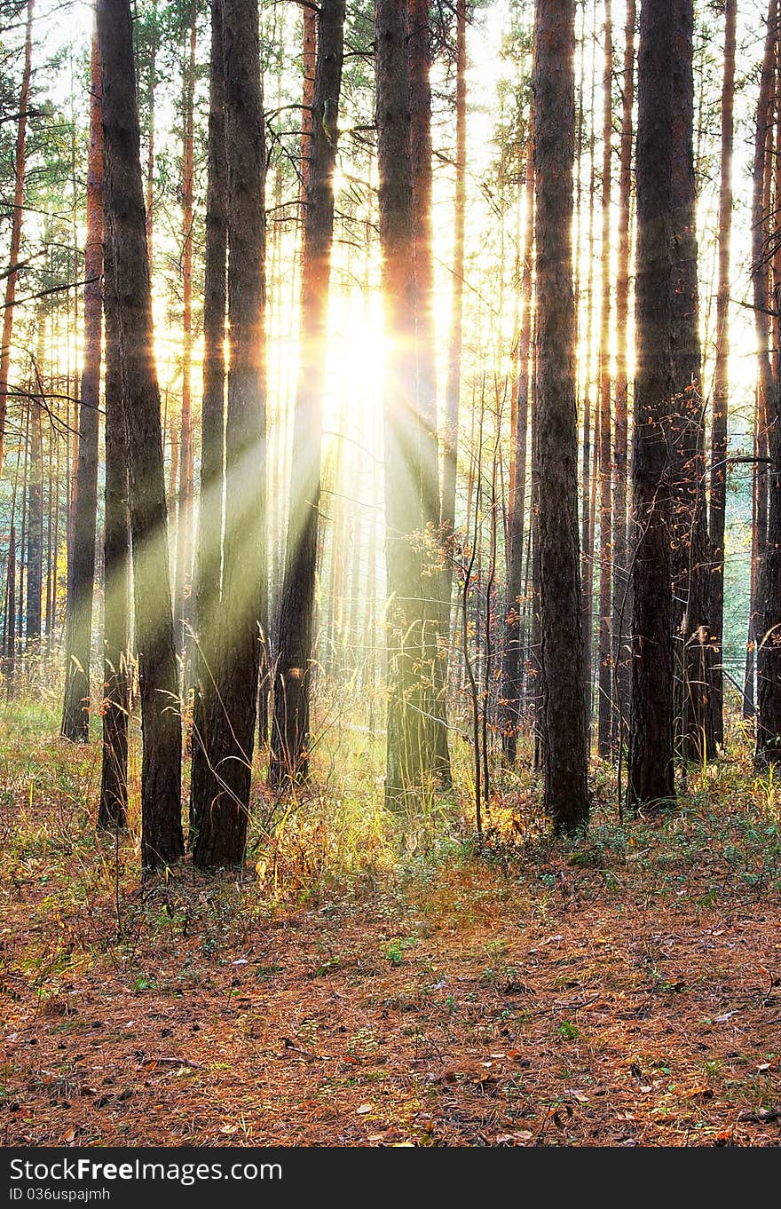 Beautiful sunset in the autumn forest