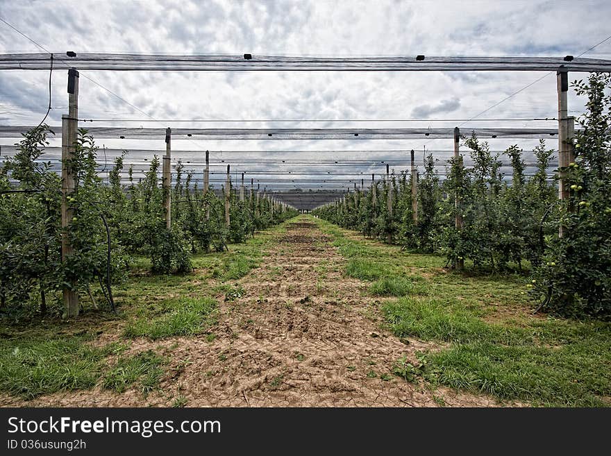 Drip irrigation