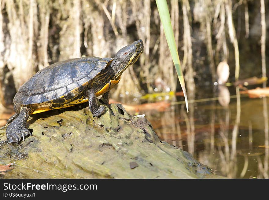 Common Slider