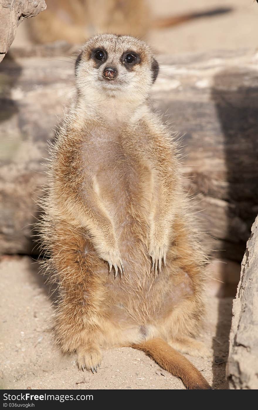 Suricate or Mongoose or Meerkat