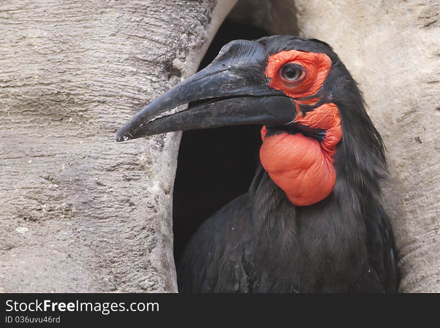 Cafer or Southern Ground Hornbill Portrait