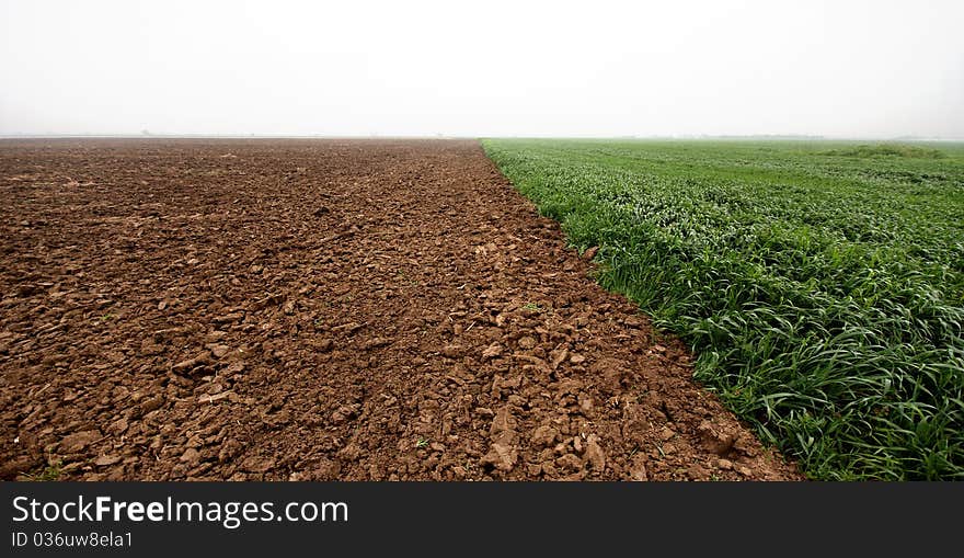 Plowed fields and sprouted wheat