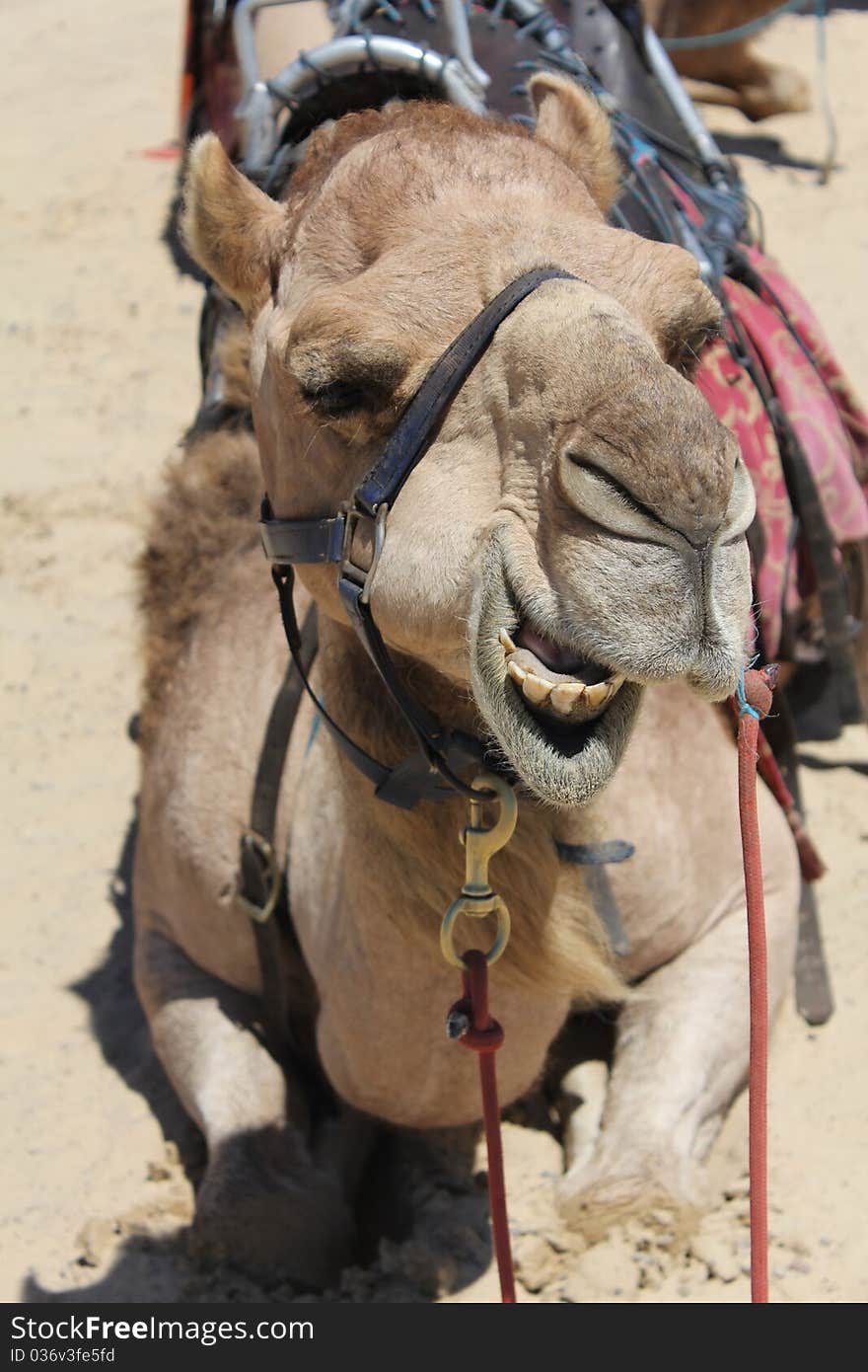 Closeup of a Camel Head