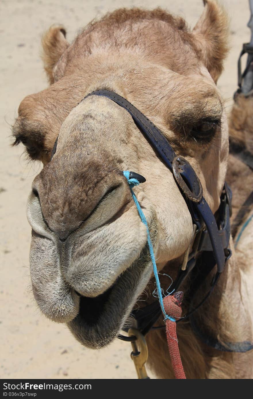 Closeup of a Camel Head